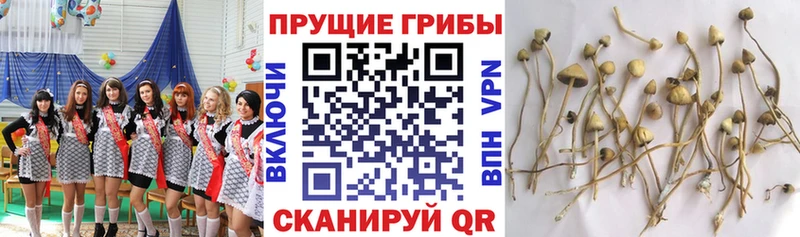 hydra вход  купить наркоту  Темрюк  Галлюциногенные грибы MAGIC MUSHROOMS 